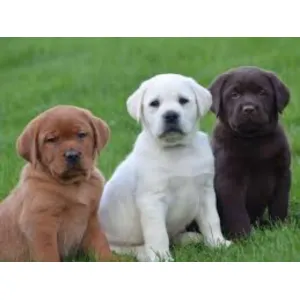 Box Head Good Quality Labrador Retriever