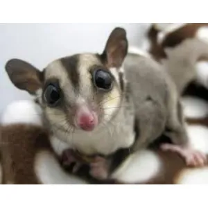 Exotic pets 