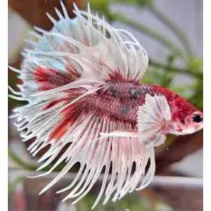 BETTAS 