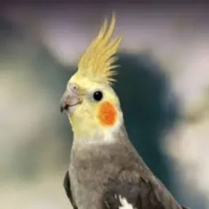 Birds 🐦