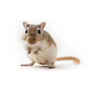 Gerbil (semi adult)