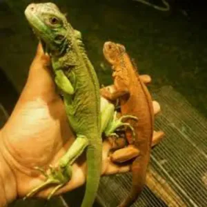 Iguana 