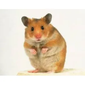 Syrian Hamster (semi adult)