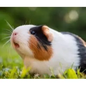 Guinea pig (semi adult)