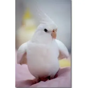 Albino cocktail (adult)