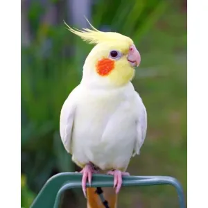 Lutino cocktail