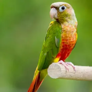 Pineapple Conure 