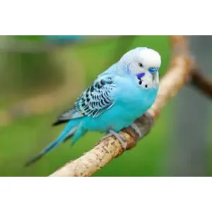 Budgies(love birds)