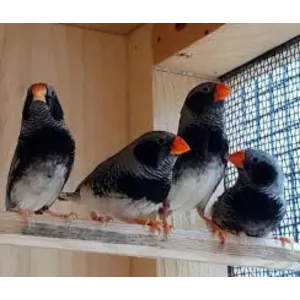 3B Finches (adult)