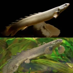 Green senegal (3 to 4 inches )