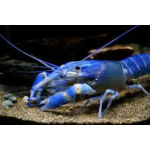 Blue color crayfish (semi adult)