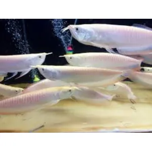 Albino Silver arowana 3 to 5 inches 