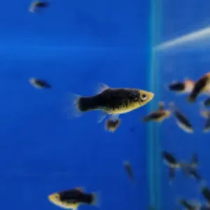 Black platy fish