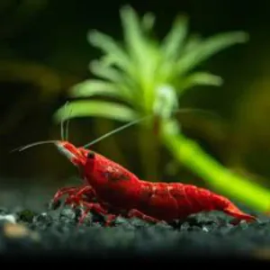 Red  shrimp 