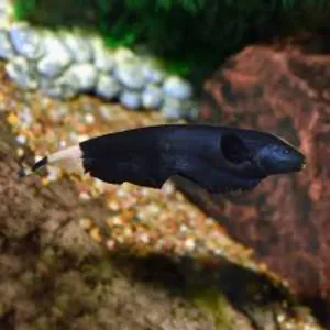 Black gost (2 to 3 inches )