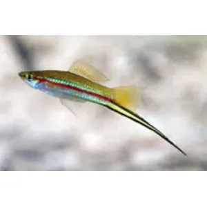 Green swordtail