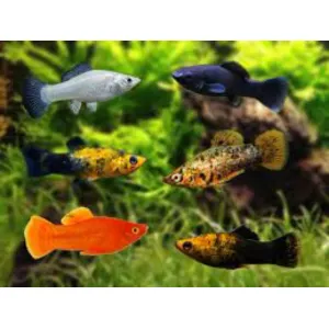 Molly fish adult (pair)