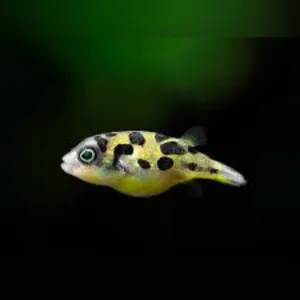 Pea puffer 