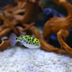 Puffer fish 🐡 