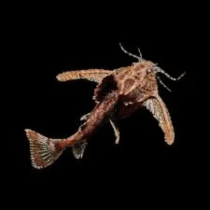 Stone catfish