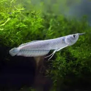Silver arowana 6 inches 